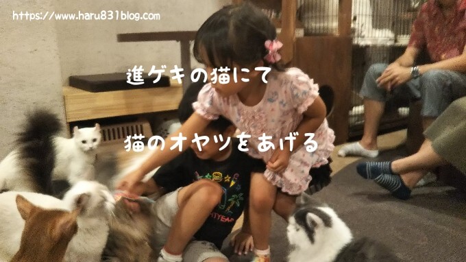 子どもが猫カフェで猫におやつをあげている写真