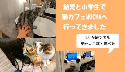 東京で幼児OKの猫カフェMOCHAへ子ども達と行きました