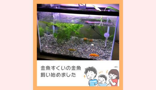 子どもがすくった金魚を死なせずに水槽立ち上げ！初心者でもできました